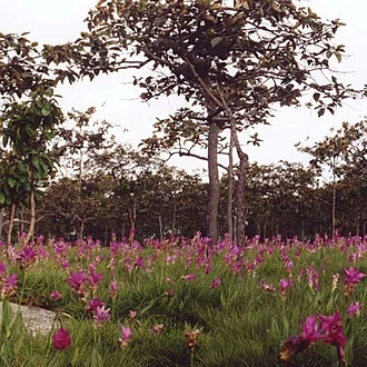 อุทยานแห่งชาติป่าหินงาม